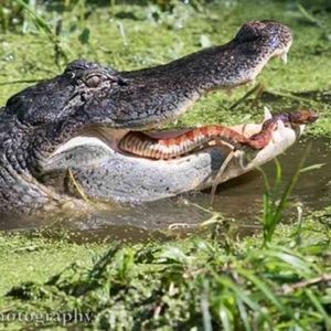 Meet your Posher, Lawrence